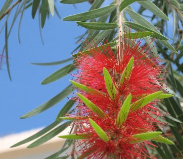 800px-Callistemon