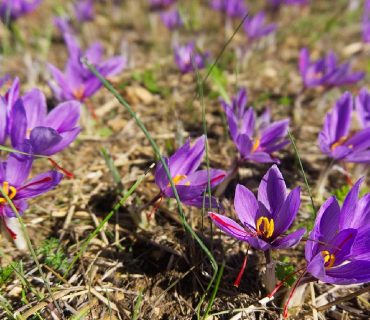 CROCUS_sativus_1