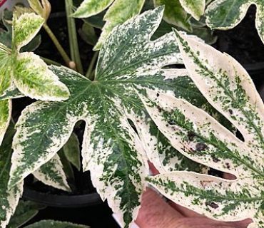 Fatsia_japonica_spiderweb