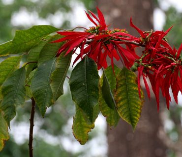 Poinsettia,_Christmas_flower_(Euphorbia_pulcherrima)_at_Jayanti,_Duars,_West_Bengal_W_Picture_443