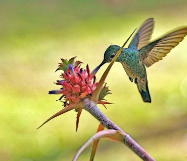 ananas-colibris-ananas