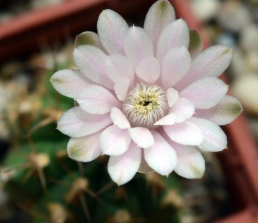 cactus-flower-g034d36eaa_1920 - Copie