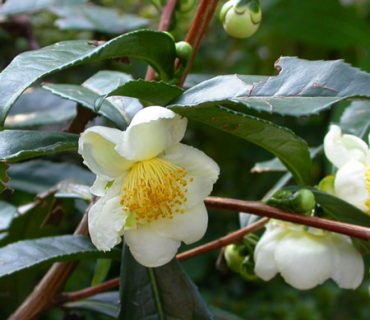 camellia-sinensis-1