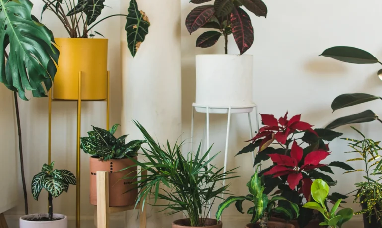 houseplants-on-floor-home_s