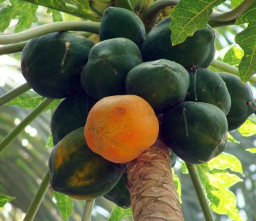 papaya-173660_1920