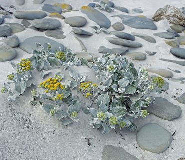 Sea cabbage (Senecio candicans) amongst pebbles on sandy seashore. Sea Lion island, Falkland Islands.