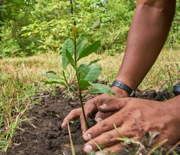 tree_planting_square_540.jpg